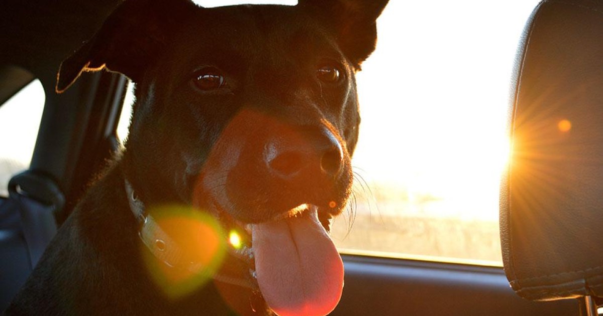 Då bör du en ruta för att rädda hund eller barn | Vi Bilägare