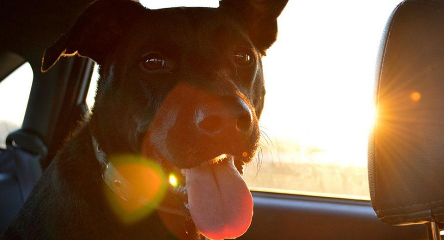 Hund i bil sol 2